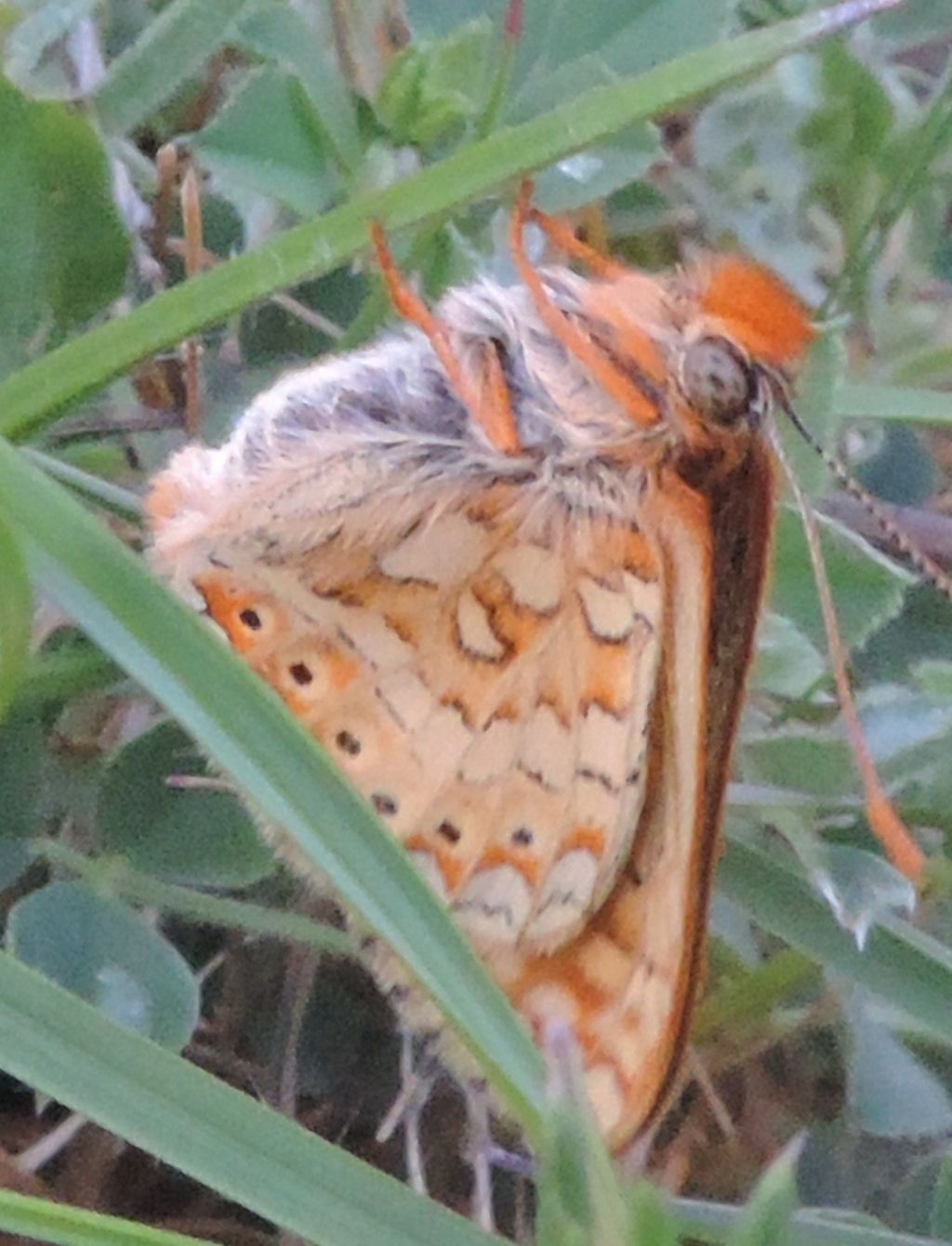 Euphydryas provincialis - Nymphalidae